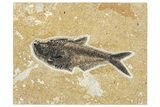 Beautiful Fossil Fish (Diplomystus) - Ash Layer #292347-1